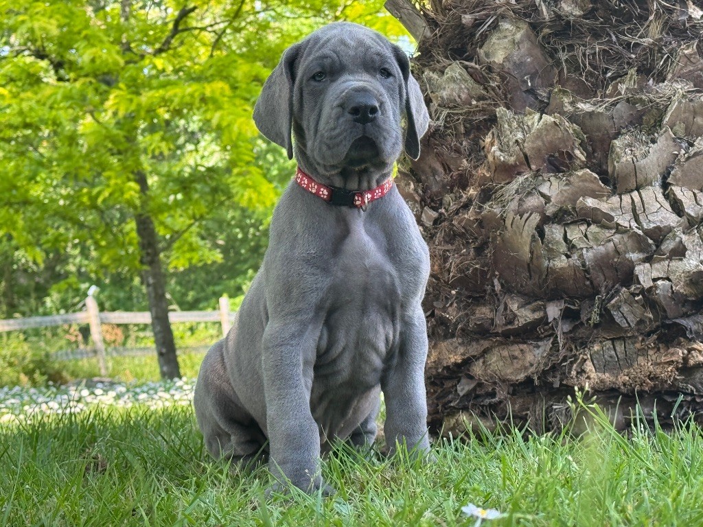 Du Domaine De Jappeloup - Chiots disponibles - Dogue allemand
