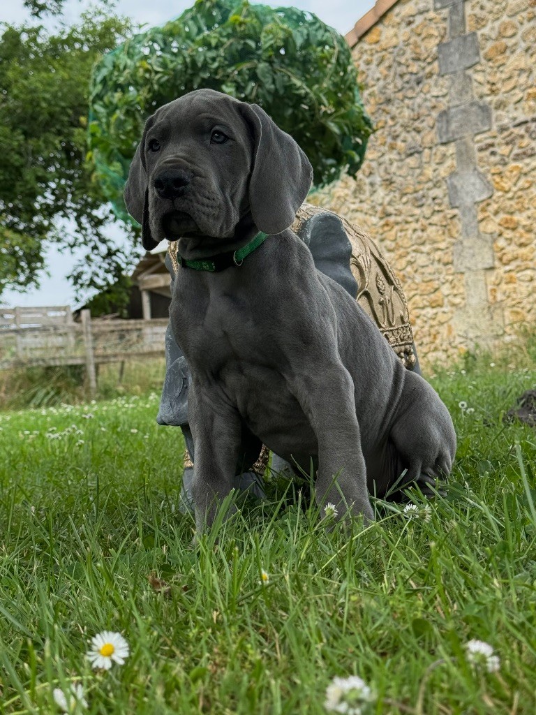 Du Domaine De Jappeloup - Chiots disponibles - Dogue allemand
