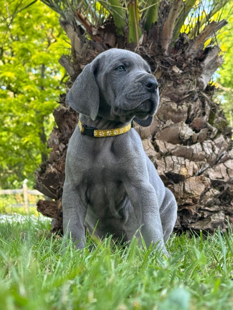 Du Domaine De Jappeloup - Chiots disponibles - Dogue allemand