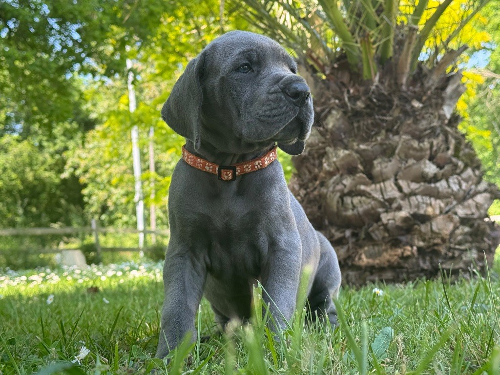 Du Domaine De Jappeloup - Chiots disponibles - Dogue allemand
