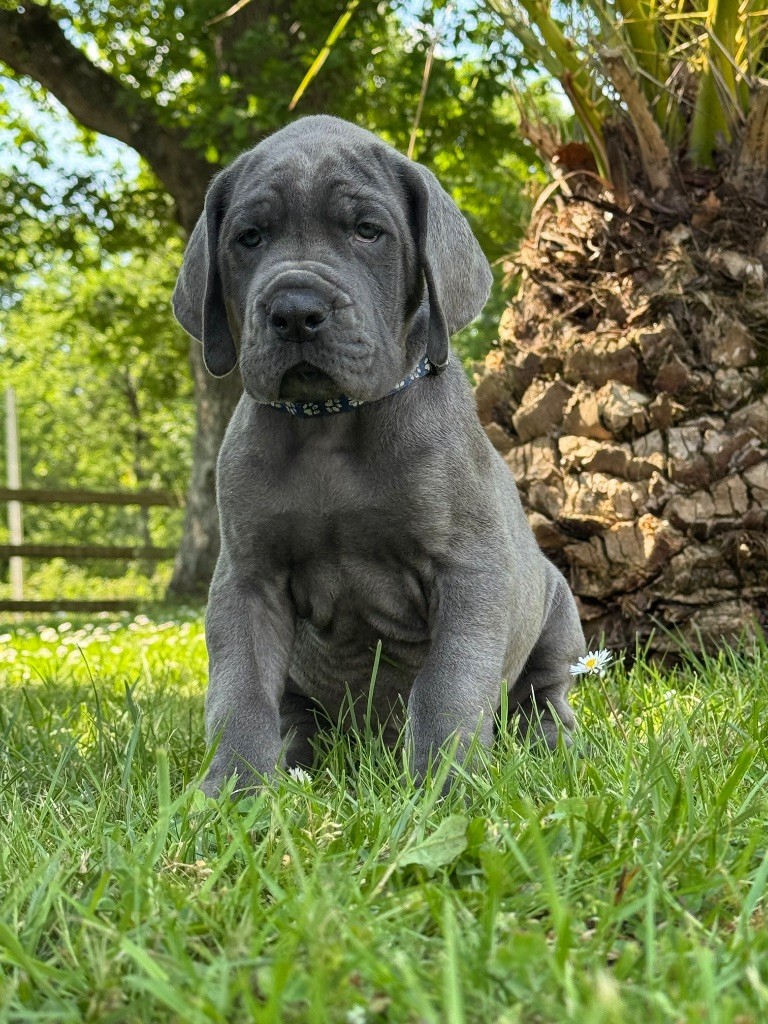 Du Domaine De Jappeloup - Chiots disponibles - Dogue allemand