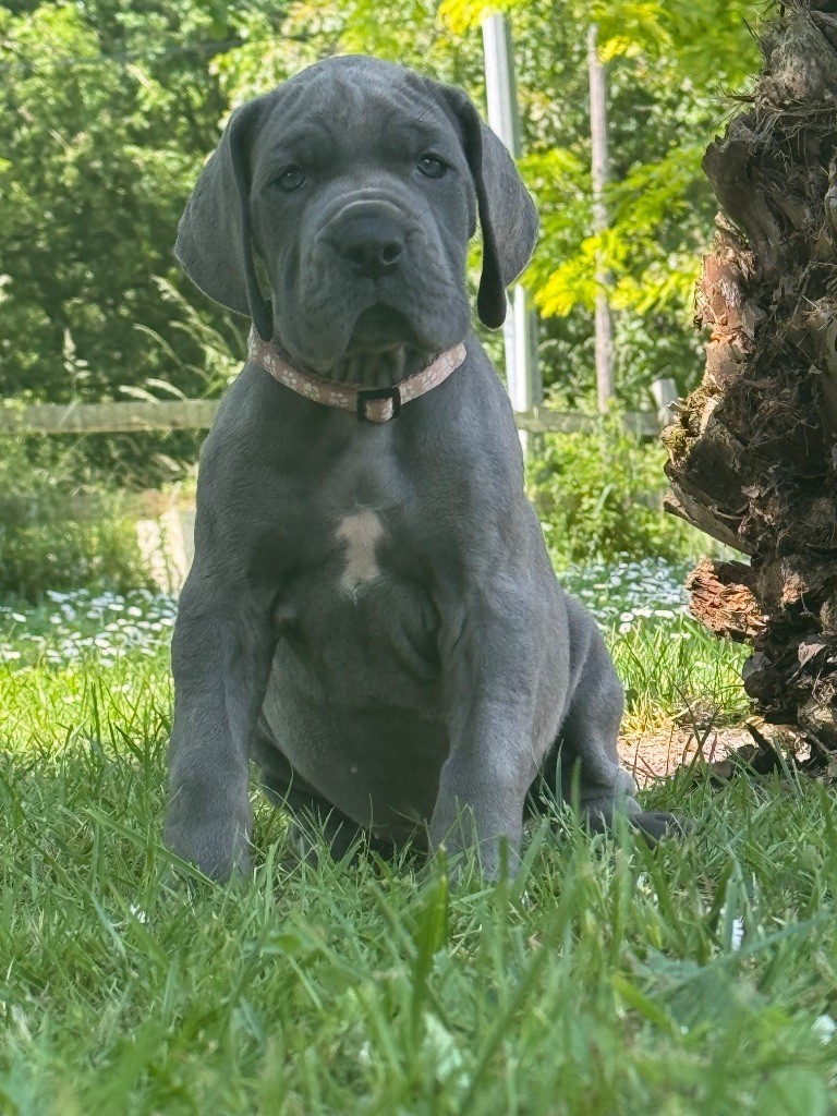 Du Domaine De Jappeloup - Chiots disponibles - Dogue allemand