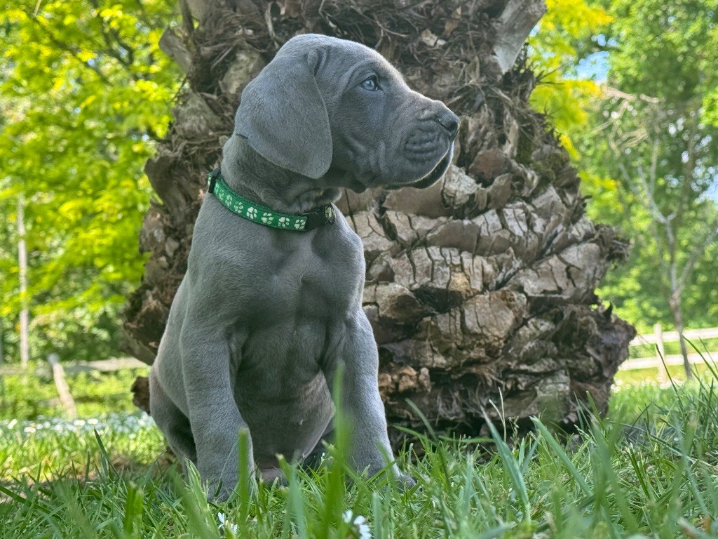 Du Domaine De Jappeloup - Chiots disponibles - Dogue allemand