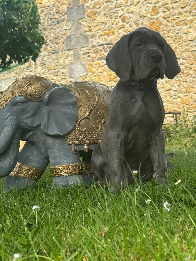 Du Domaine De Jappeloup - Chiots disponibles - Dogue allemand