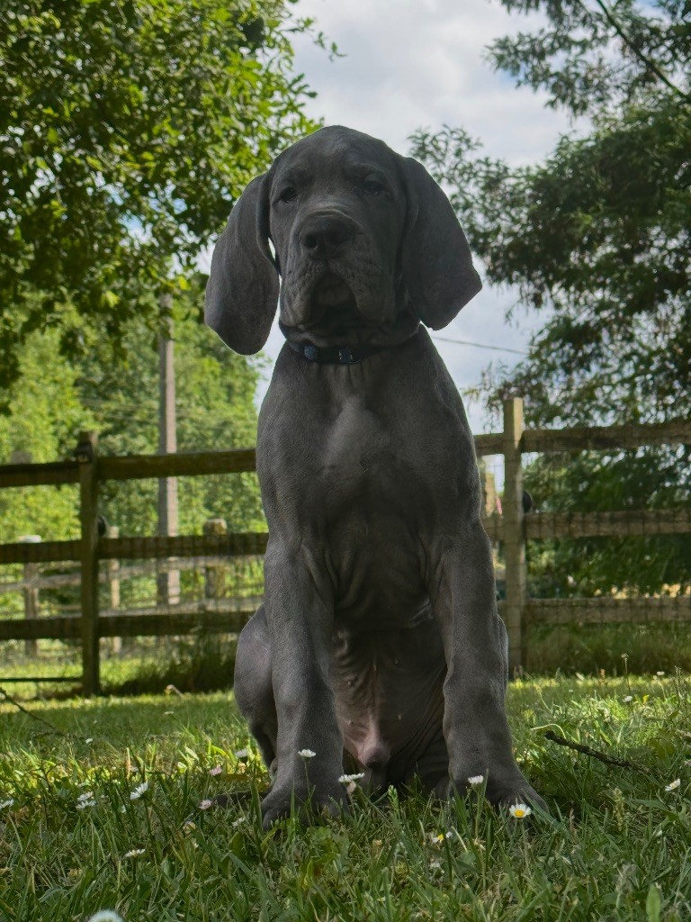 Du Domaine De Jappeloup - Chiots disponibles - Dogue allemand