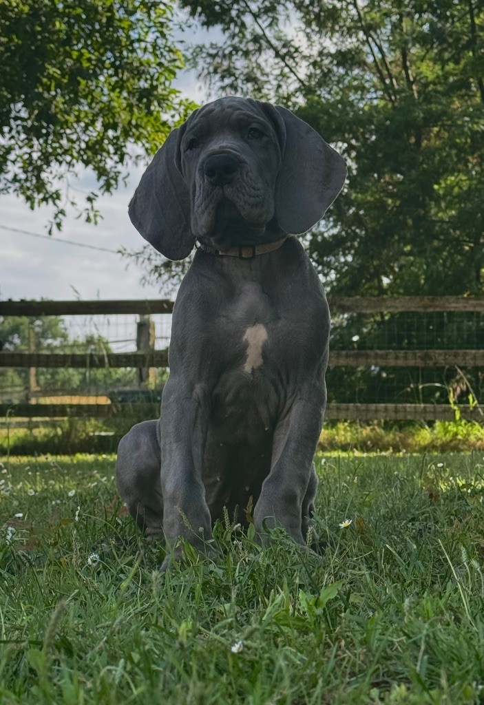 Du Domaine De Jappeloup - Chiots disponibles - Dogue allemand