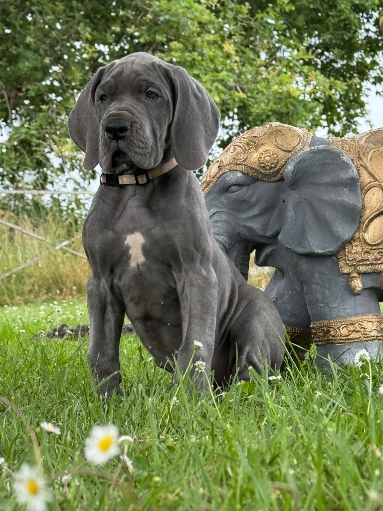 Du Domaine De Jappeloup - Chiots disponibles - Dogue allemand